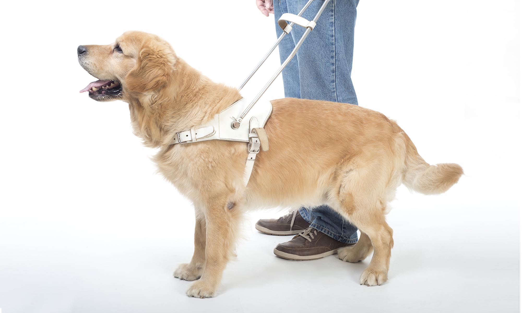 Six Steps to Make a Dog a Service Dog